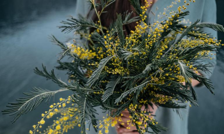 Persona con bouquet di mimose in mano.
